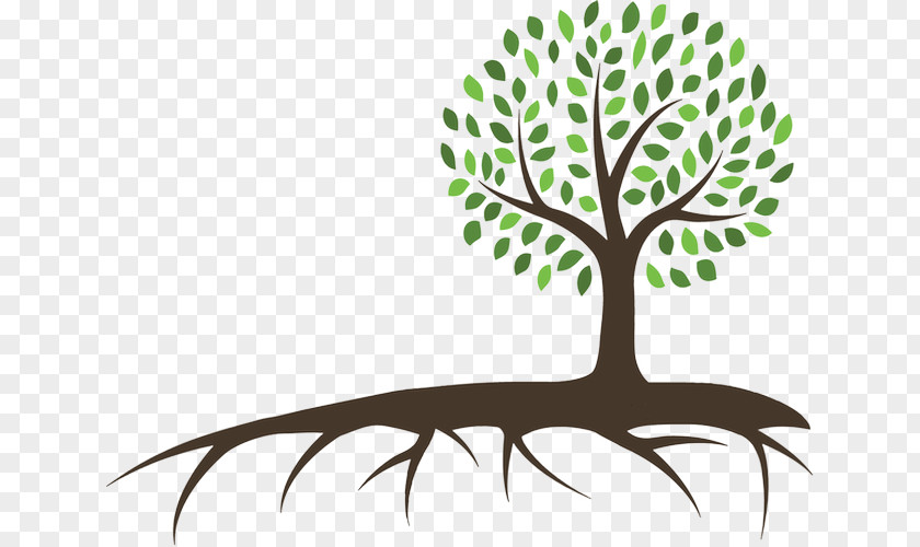 Tree Branch Of Life PNG