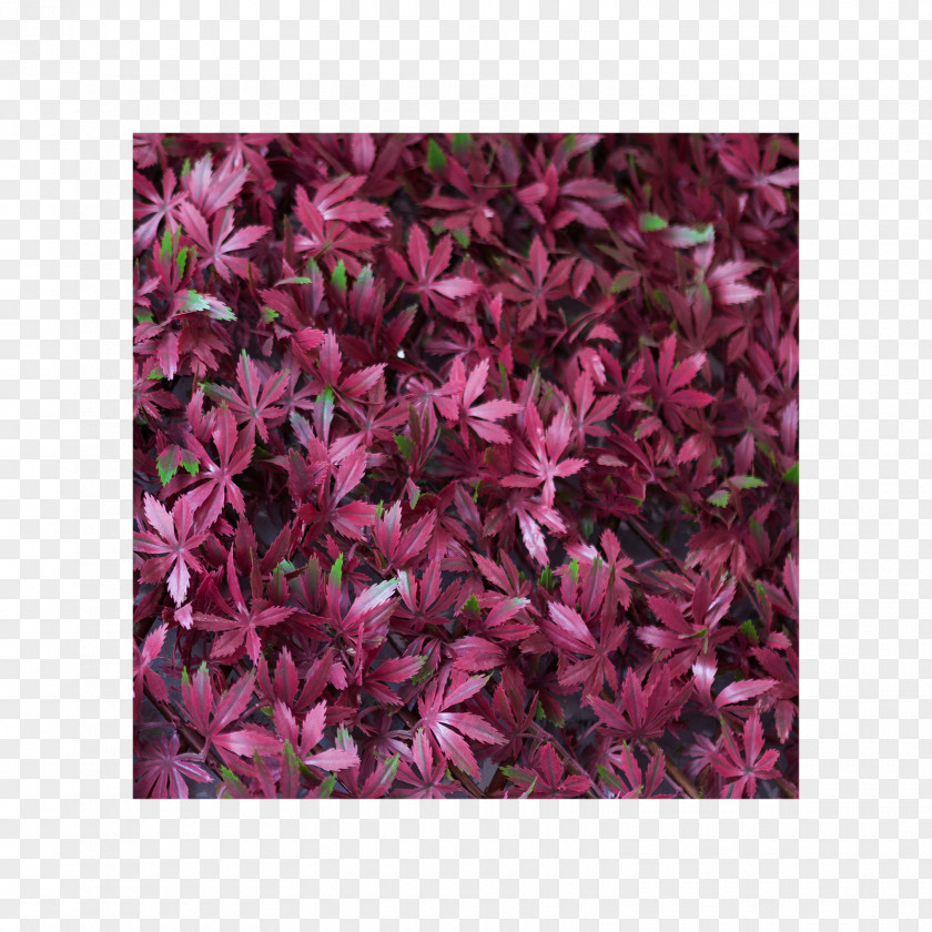 Trifolium Petal Groundcover Pink M Shrub PNG