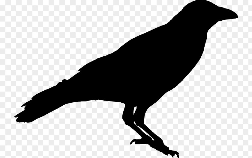 Crow American Silhouette Raven Stencil PNG