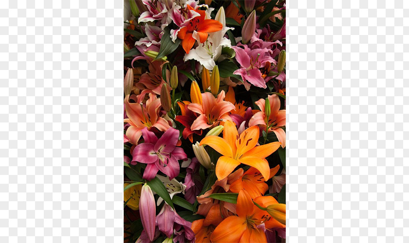 Peruvian Lily Floral Design Cut Flowers Of The Incas Flower Bouquet PNG