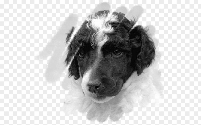 Puppy English Springer Spaniel Boykin Stabyhoun Dog Breed PNG