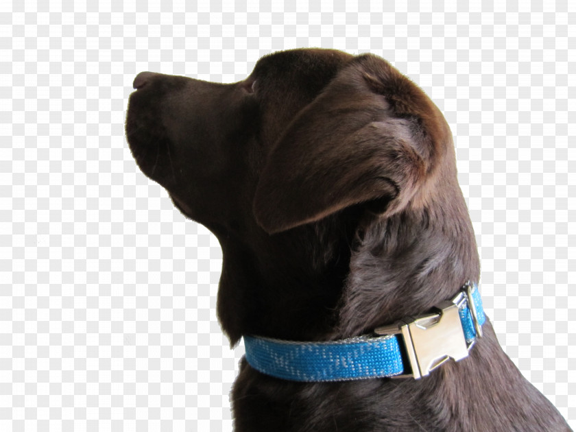 Red Collar Dog Breed Puppy PNG