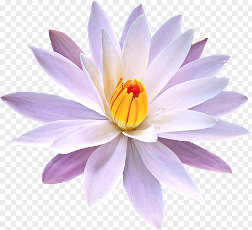 Water Lilies Nymphaea Lotus Petal Nelumbo Nucifera Yellow Water-lily PNG