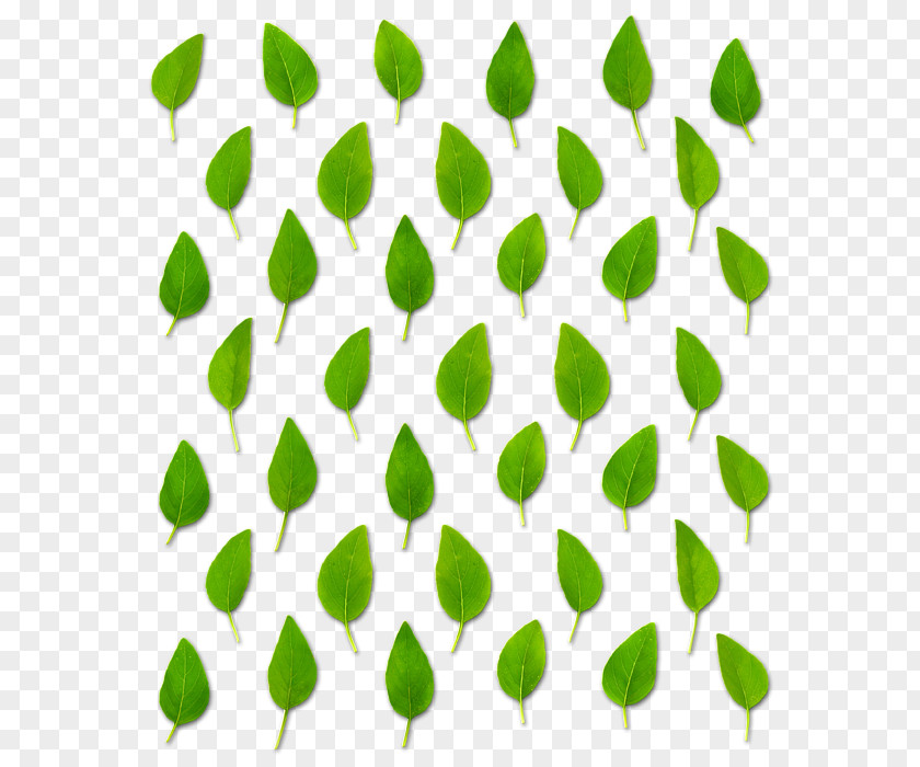 Basil Leaf Plant Stem Petal Line Font PNG