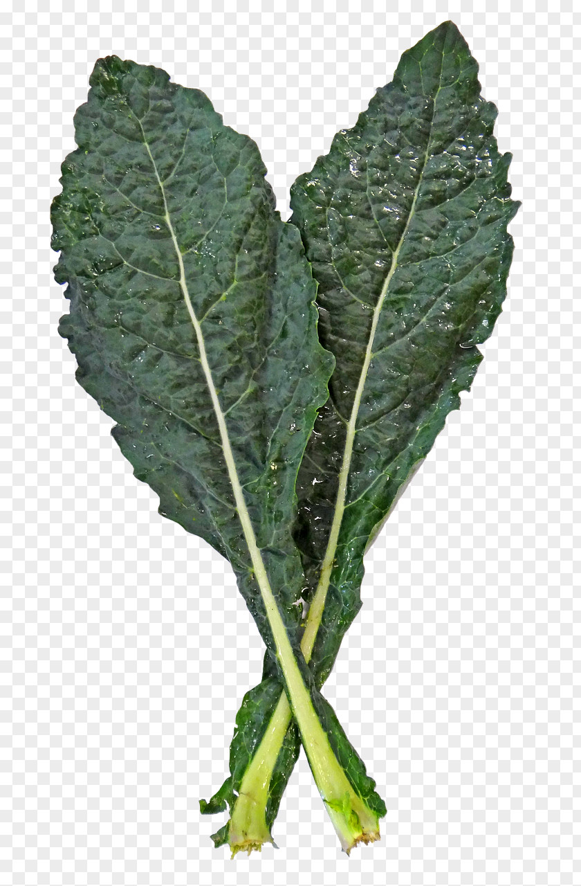 Cabbage Lacinato Kale Spring Greens Collard Leaf Vegetable PNG