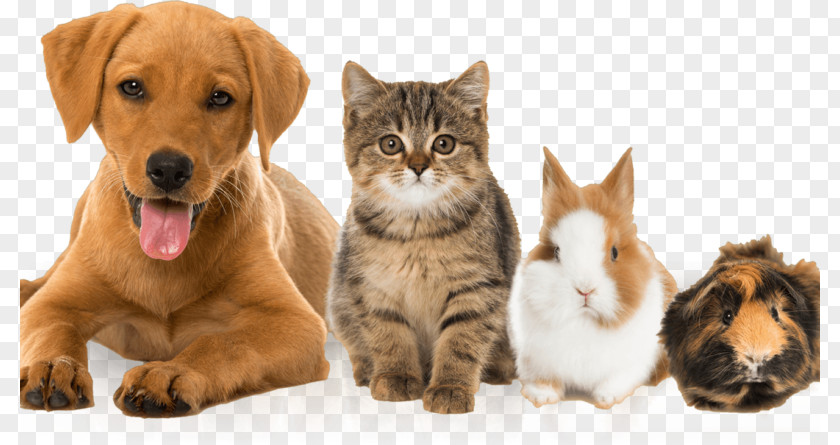 Exotic Pets List Cat Dog Guinea Pig Kitten Pet PNG