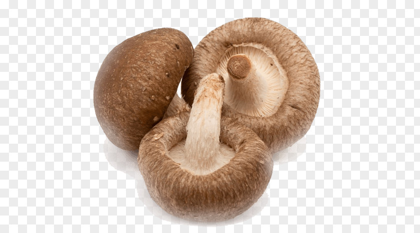 Mushroom Shiitake Fungus Food Medicinal Fungi PNG