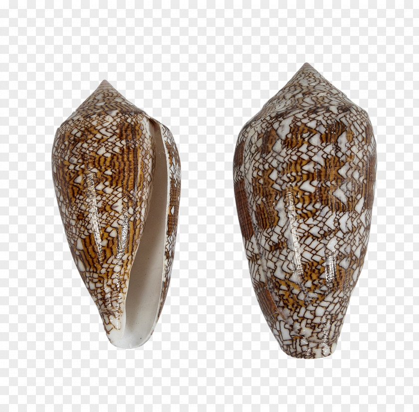 Seashell 3 Conchology Conus Textile Artifact PNG