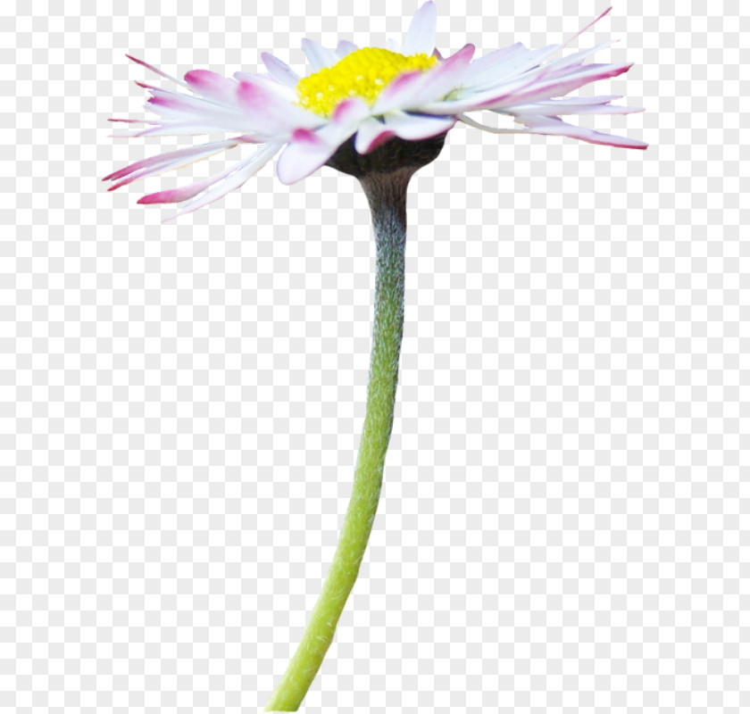 Chamomile German Tripleurospermum Flower PNG