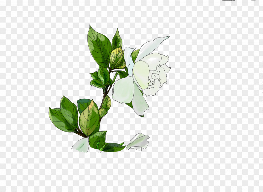 Dd Cape Jasmine Plants Painting Image Drawing PNG