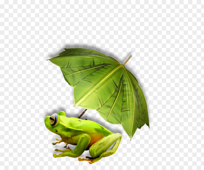 Grenouille La Reine Des Grenouilles Tree Frog PNG