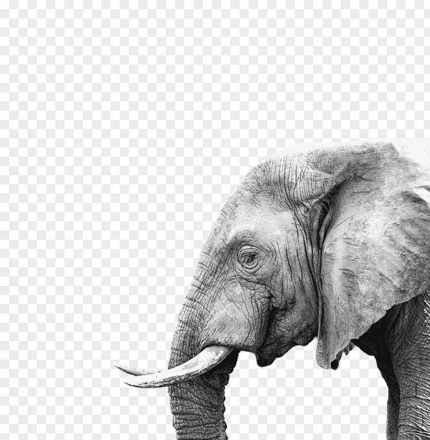 National Savings And Investments Elephant Poster Painting Canvas Print PNG
