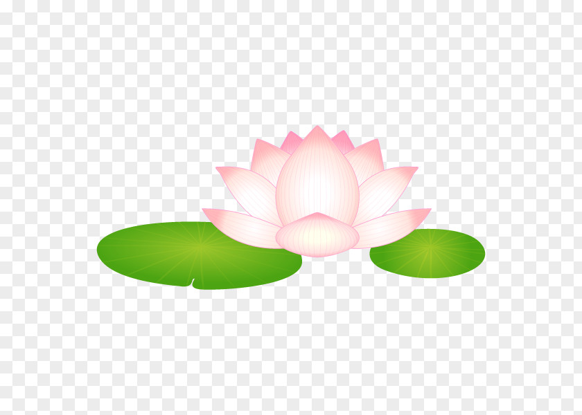 Nelumbo Nucifera 大賀ハス Water Lily Kodai Hasu No Sato (ancient Lotuses Park) PNG