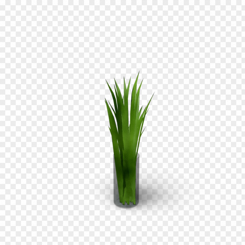 Welsh Onion Grasses Plant Stem Plants Onions PNG