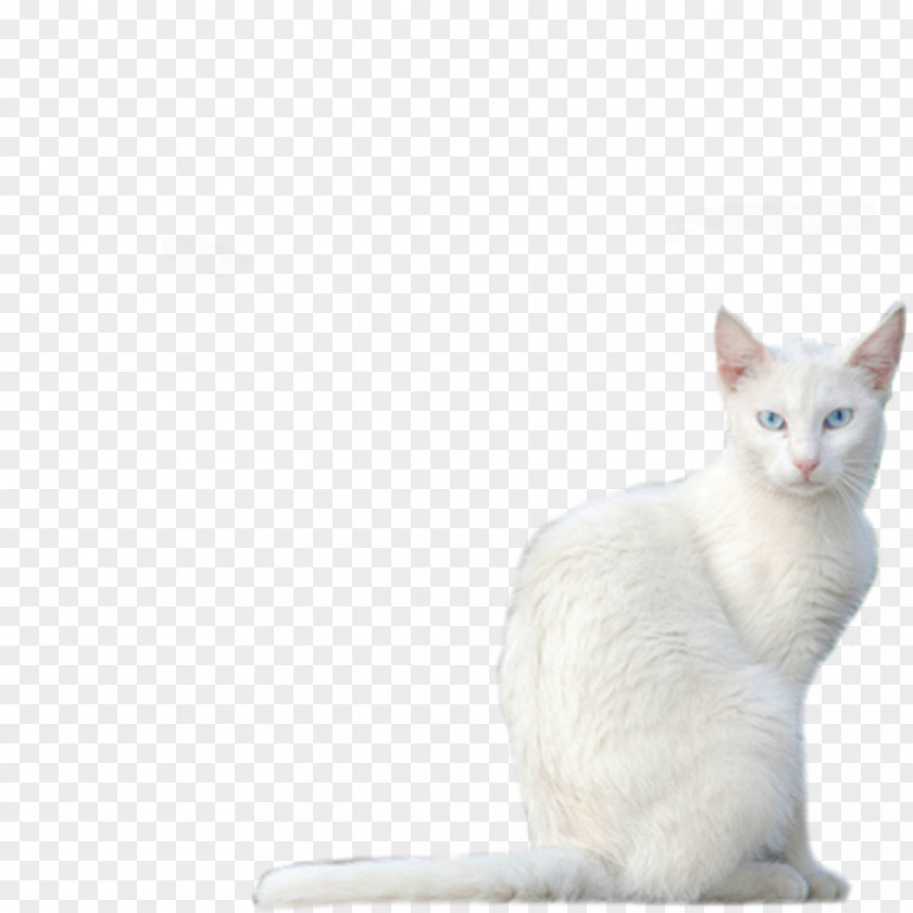 White Cat Balinese Javanese Burmilla Devon Rex Khao Manee PNG