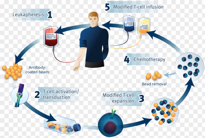 Chimeric Antigen Receptor T Cell Tisagenlecleucel Therapy CD19 Molecule PNG