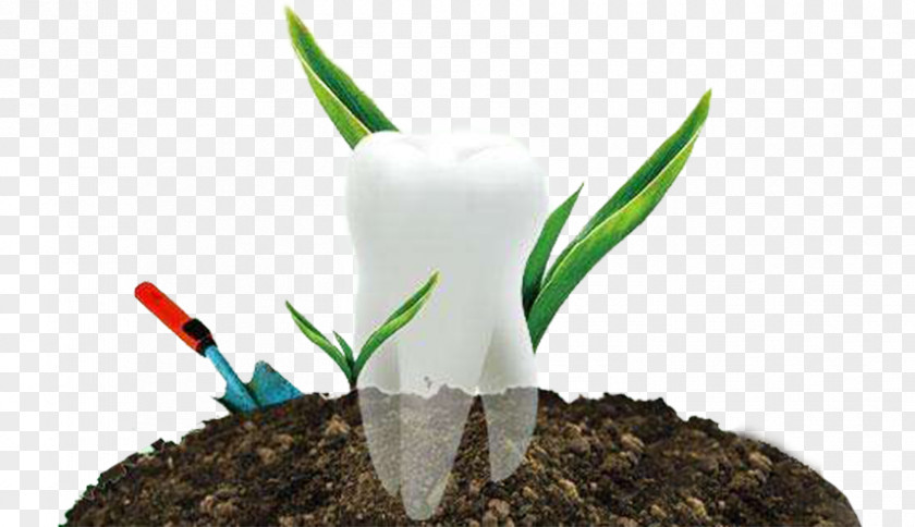 Creative Planting Teeth Tooth Whitening Dentures Dental Implant Mouth PNG