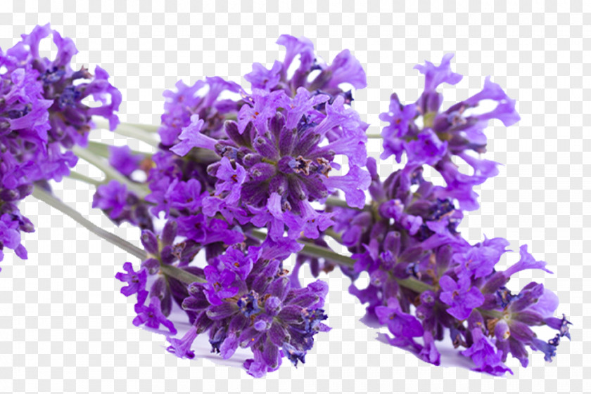 English Lavender French Download PNG