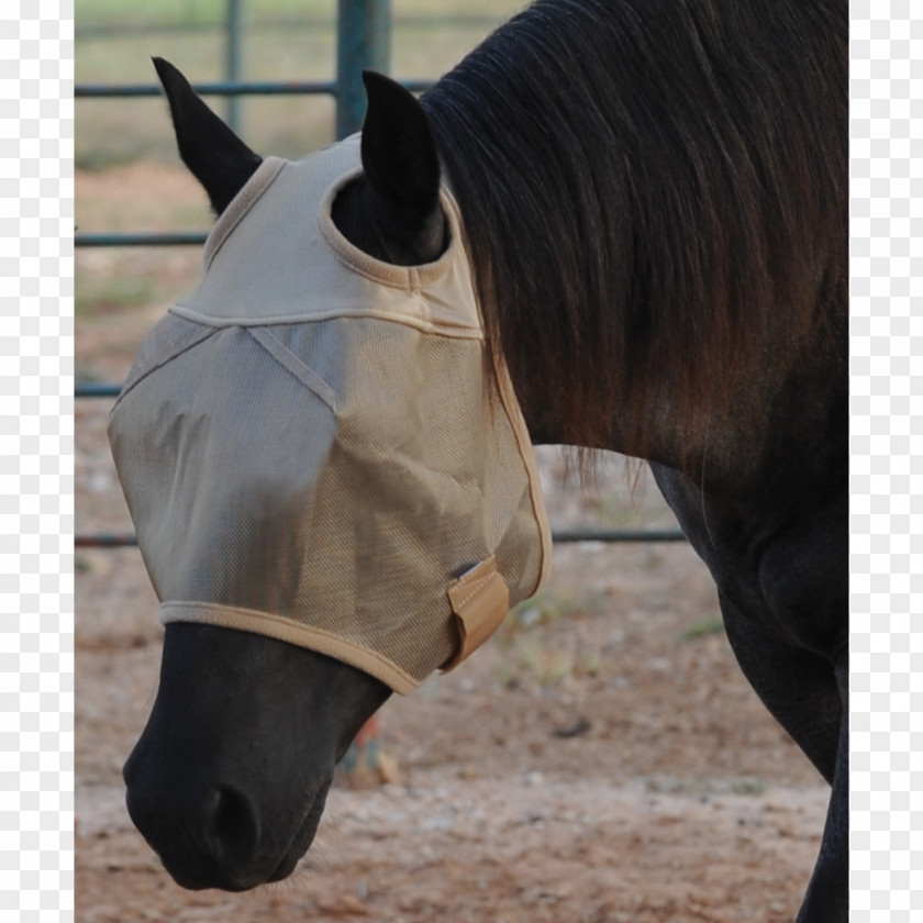 Horse Fly Mask Rein Insect PNG