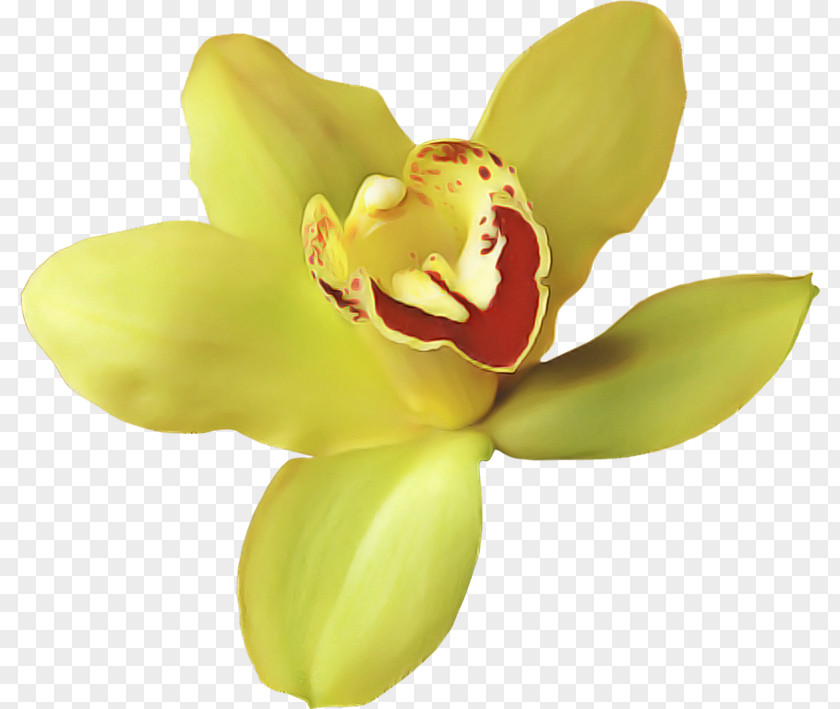 Orchids Moth Flower Southern Magnolia Petal PNG