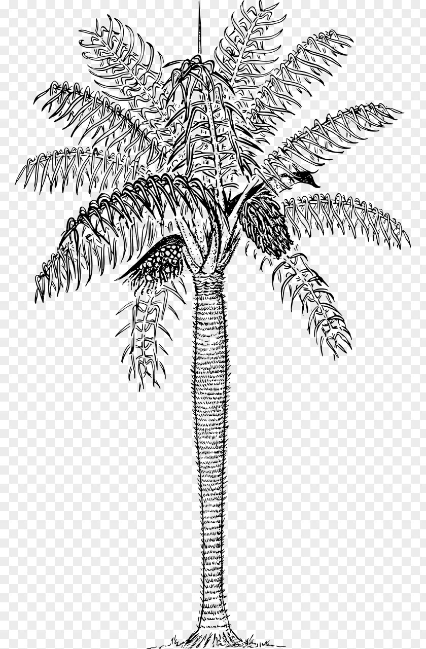 Palm Tree Trees Cocos Capitata Plants Acrocomia Aculeata PNG