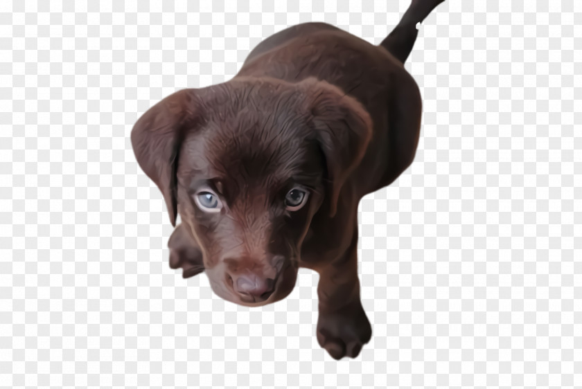 Retriever Beagador Dog Breed Labrador Puppy Sporting Group PNG