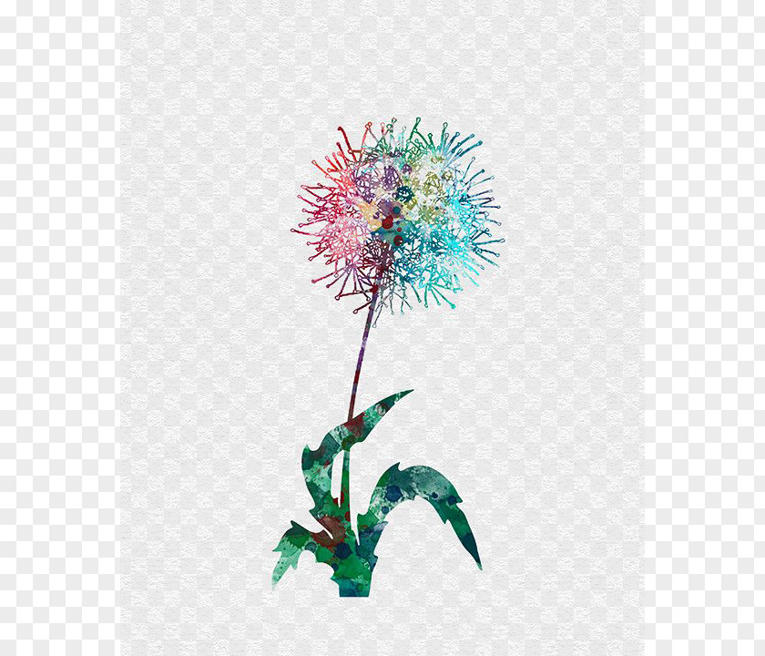 Dandelion Watercolor Painting Drawing PNG