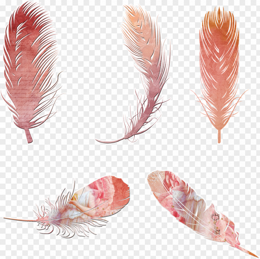 Feather Bird Bohemianism Clip Art PNG