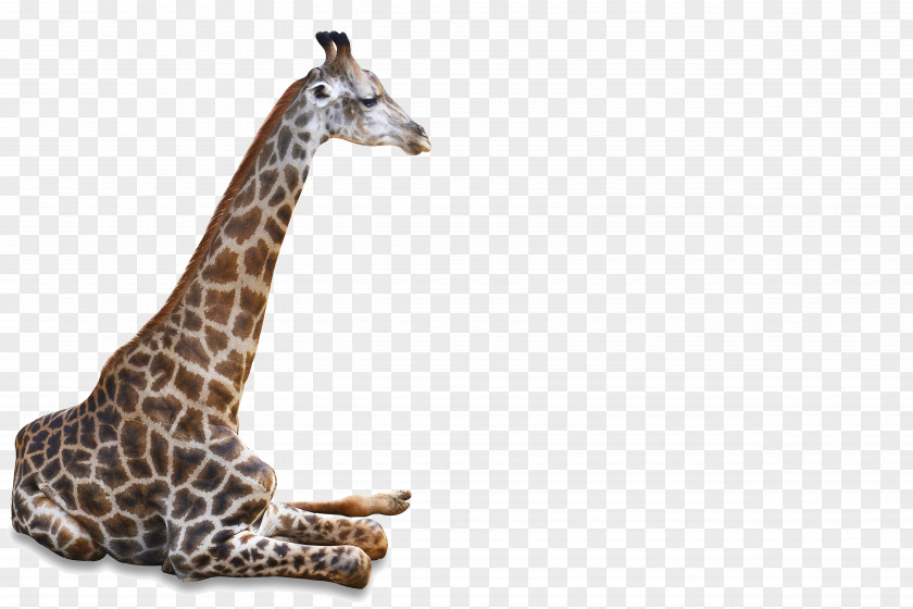 Giraffe Northern Wildlife PNG