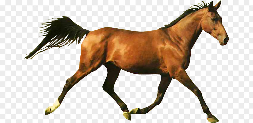 Horse Racing Shergar Web Browser PNG