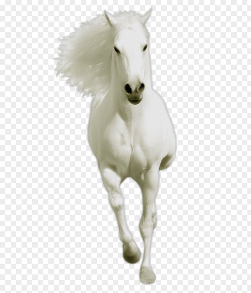 Mustang Stallion Animal Mule Pony PNG