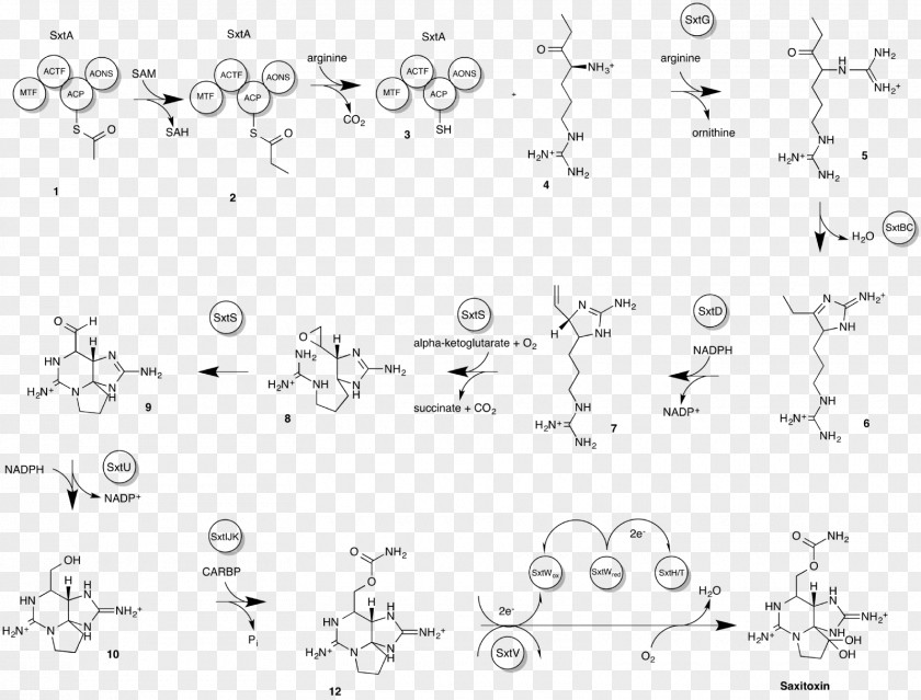 Saxitoxin Tetrodotoxin Diagram Paralytic Shellfish Poisoning PNG