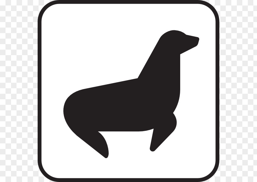 White Seal Cliparts Pinniped Clip Art PNG