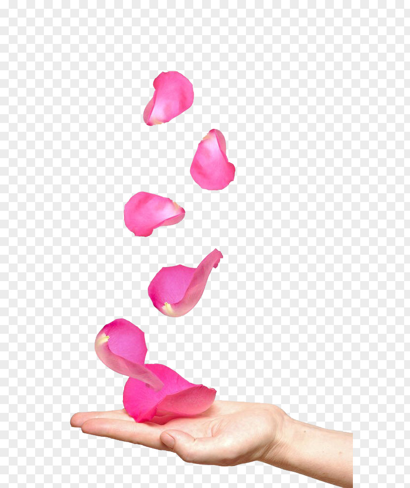 Hand And Rose Petals Stock Photography Petal Royalty-free Flower PNG