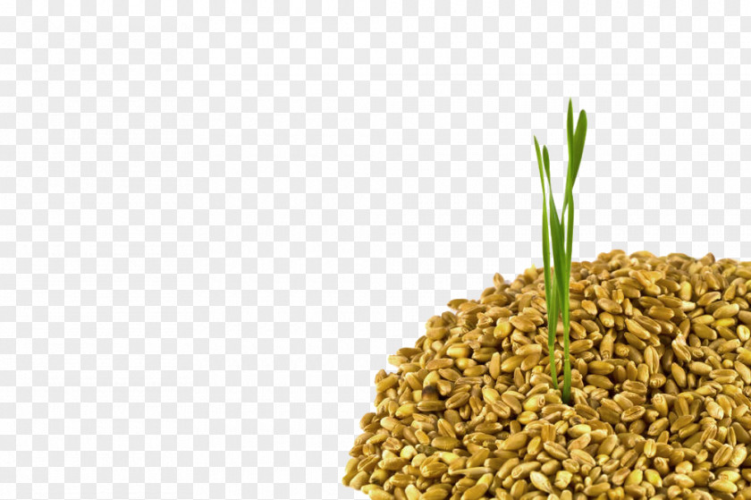 In The Wheat Plants Common Cereal Ear Crop Harvest PNG