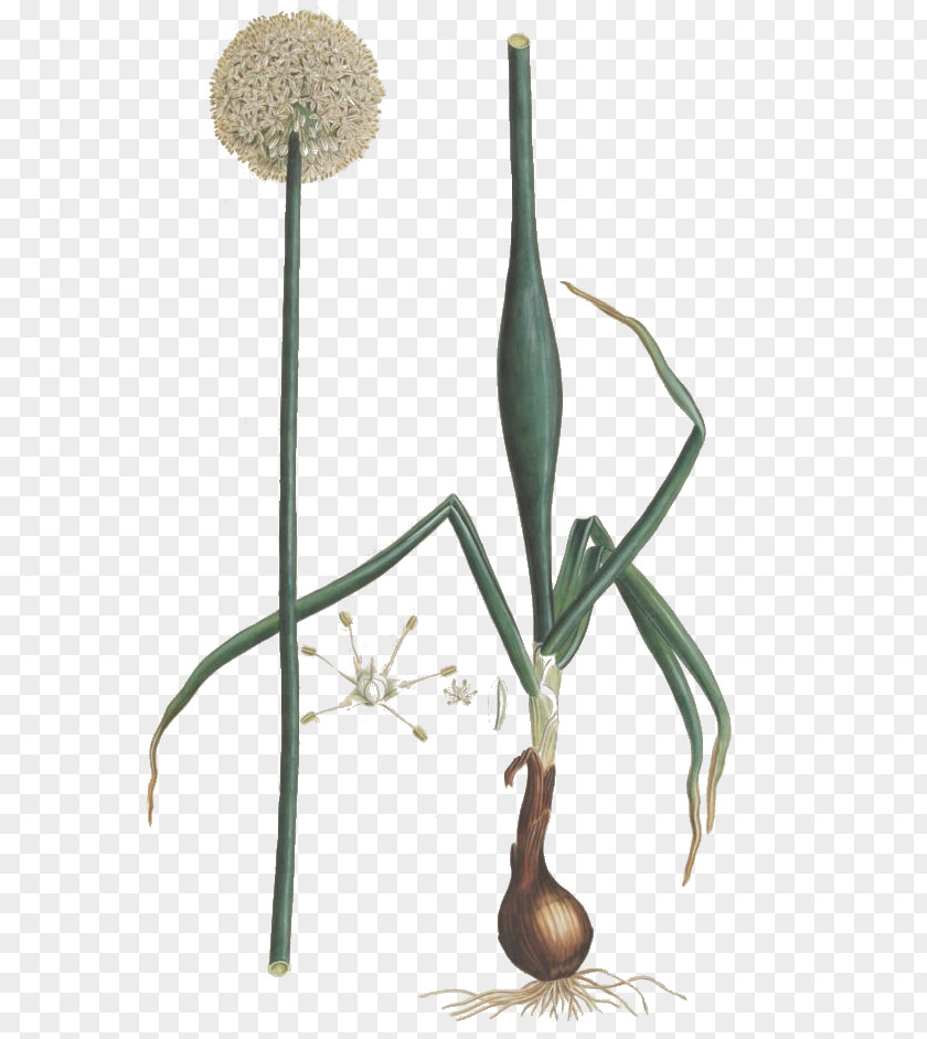 Schisandra Allium Fistulosum Flora Graeca: (plates 801-966; 1837-1840) Chinense Scallion Potato Onion PNG