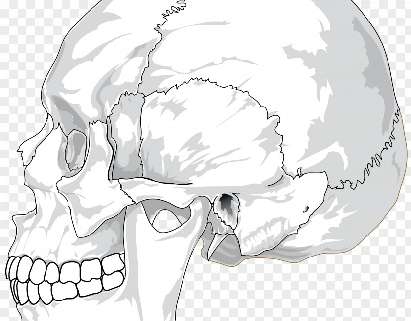 Skull Anatomy Human Body Bone Skeleton PNG