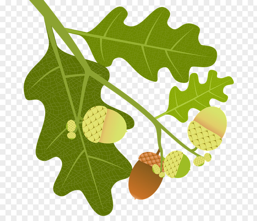 Tree English Oak Acorn Leaf Quercus Macranthera PNG