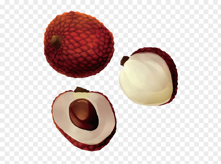 3d Vector Hand-drawn Pictures Lychee Fruit Illustration PNG