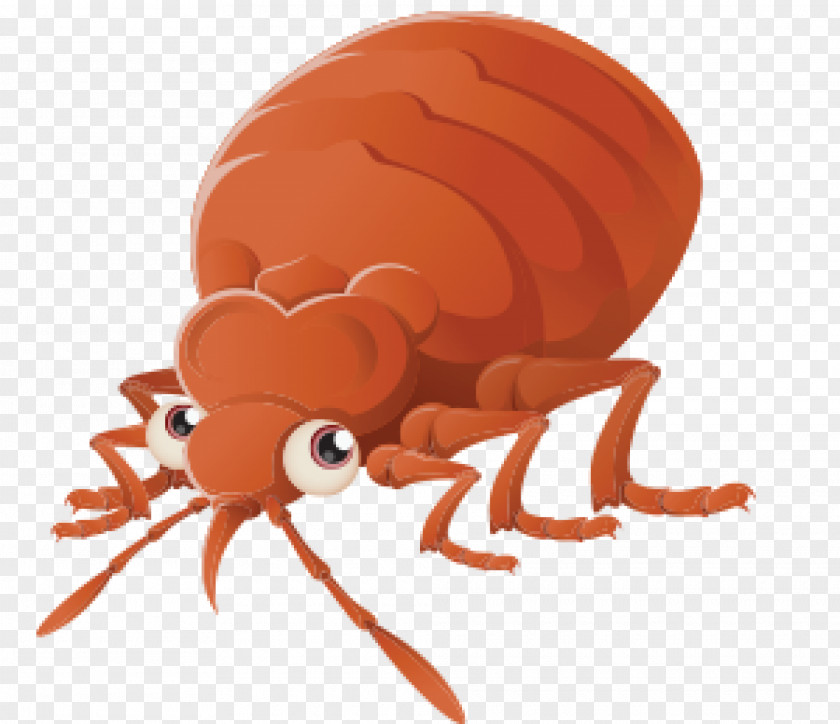 Cockroach Bed Bug Control Techniques Bite Pest PNG