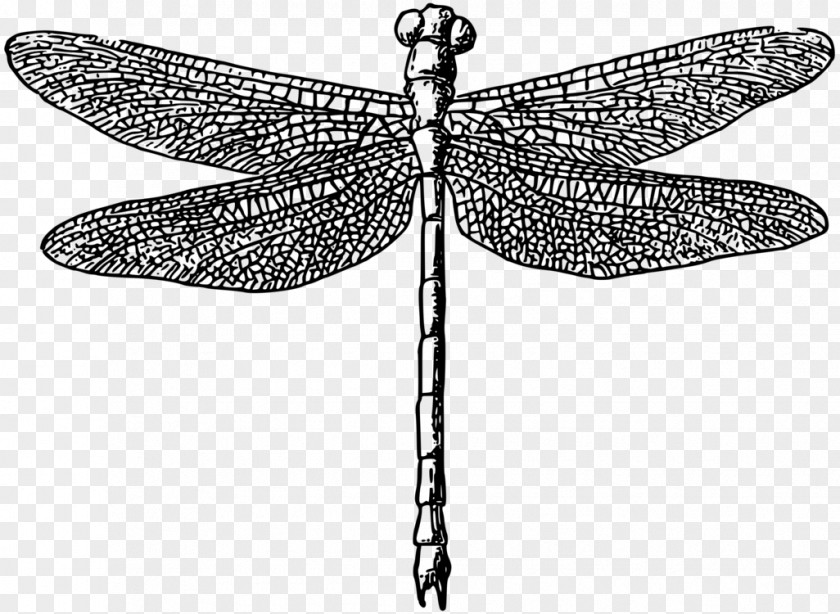 Dragonfly Drawing Dragonflies Insect Vector Graphics Clip Art PNG