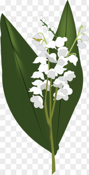 Lily Of The Valley Coloring Book Easter Tiger Flower Clip Art Png Image 