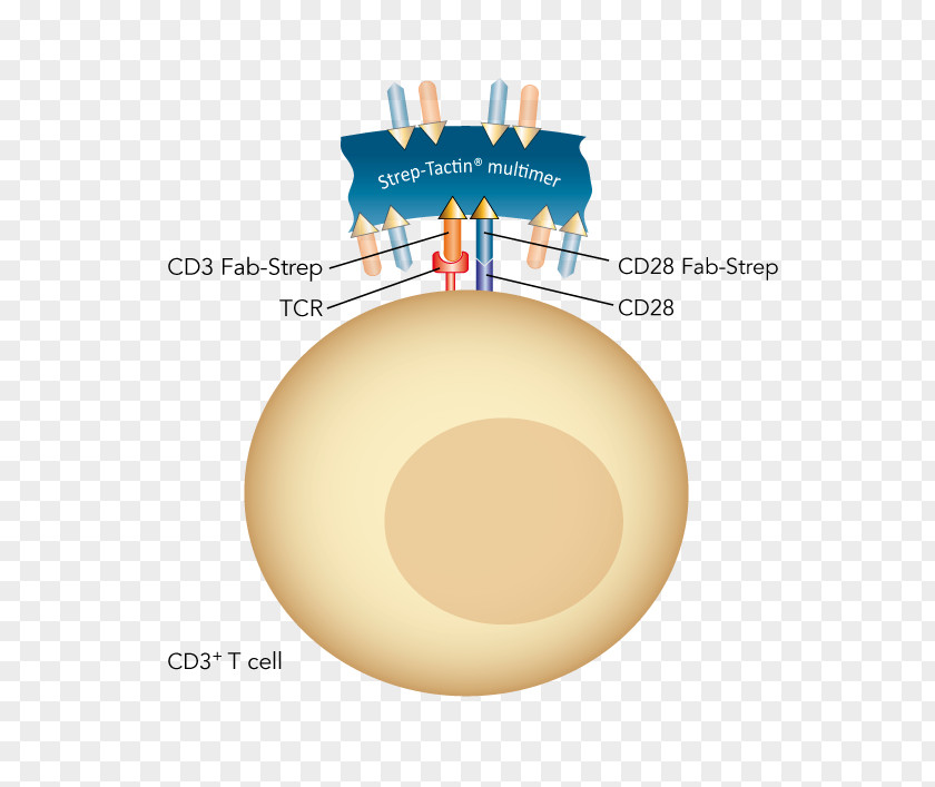 CD28 T Cell CD3 Lymphocyte PNG