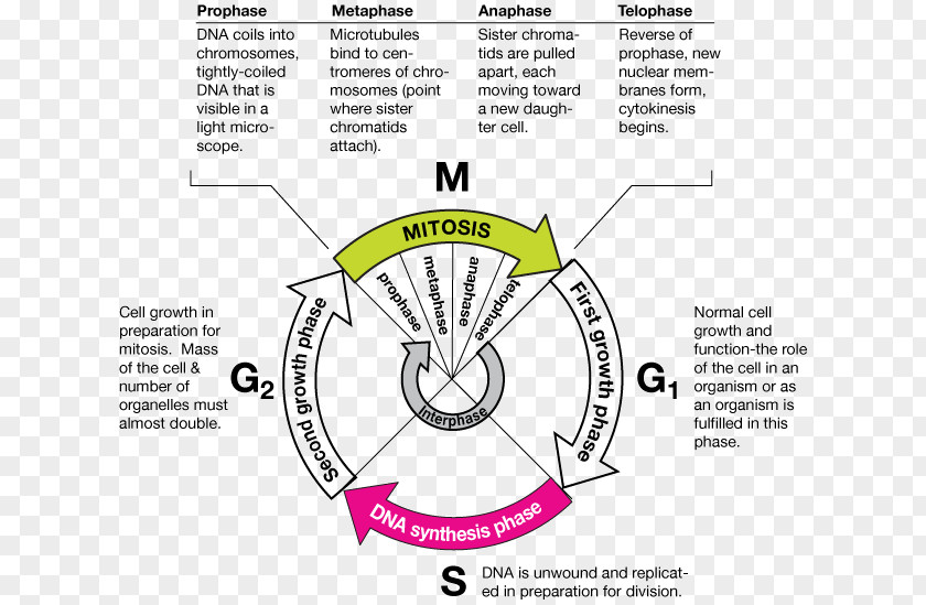 Cell Biology Mitosis Cycle Metaphase DNA Replication PNG