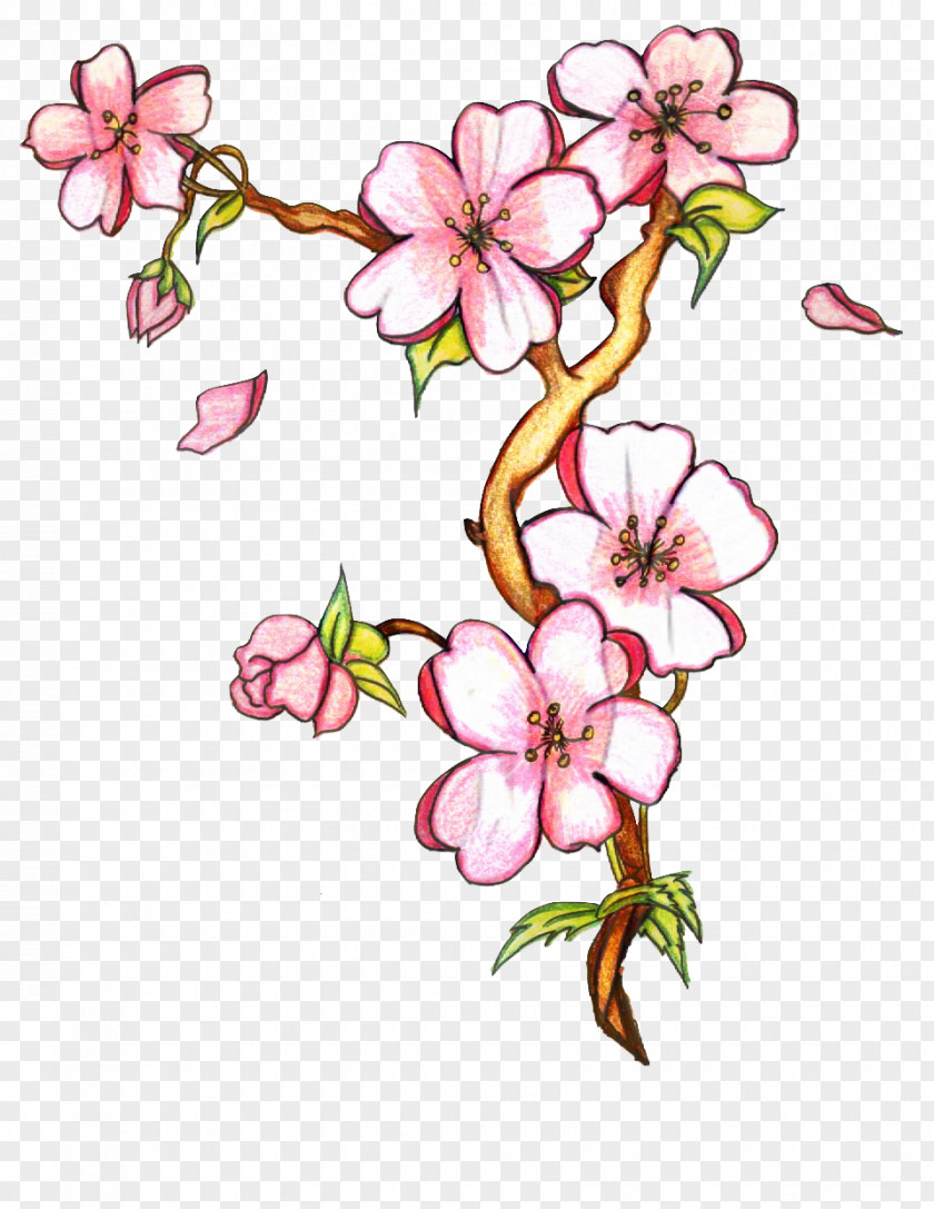 Flower Drawings How To Draw Sketch PNG