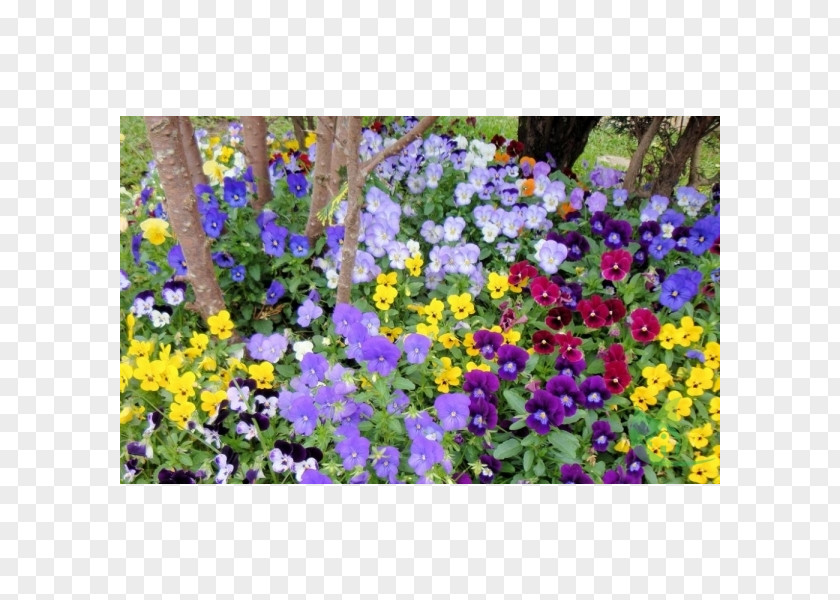 Flower Pansy Love Annual Plant Garden PNG