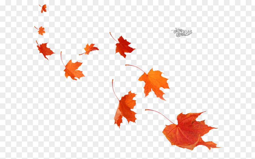 Leaf Maple Poster Autumn Mural PNG