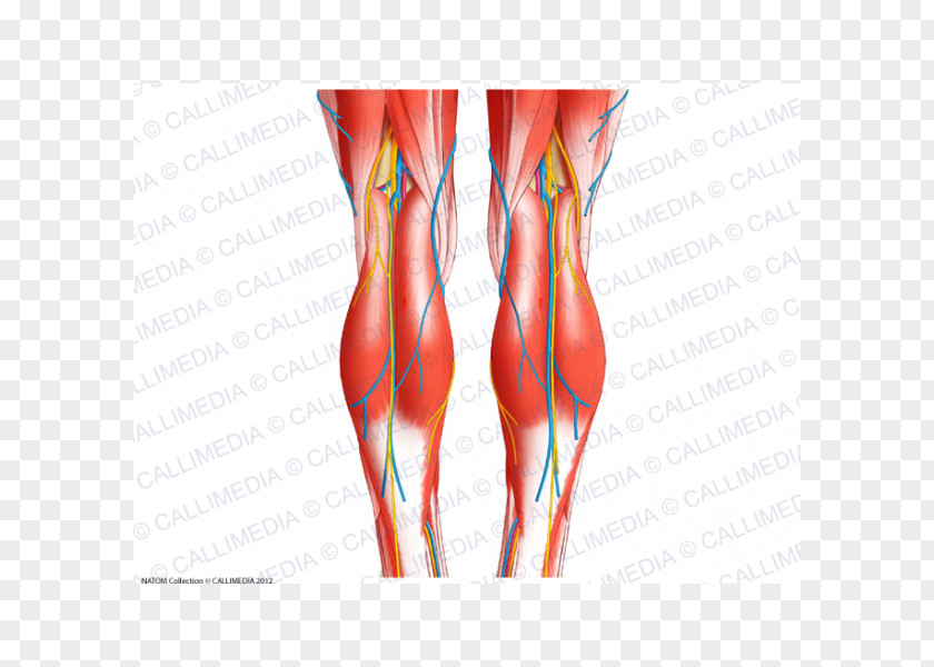 Popliteal Artery Knee Tendon Human Body Anatomy PNG