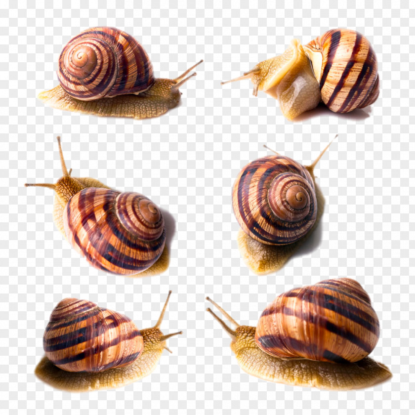 Six Different Forms Of Snails Orthogastropoda Stock Photography PNG