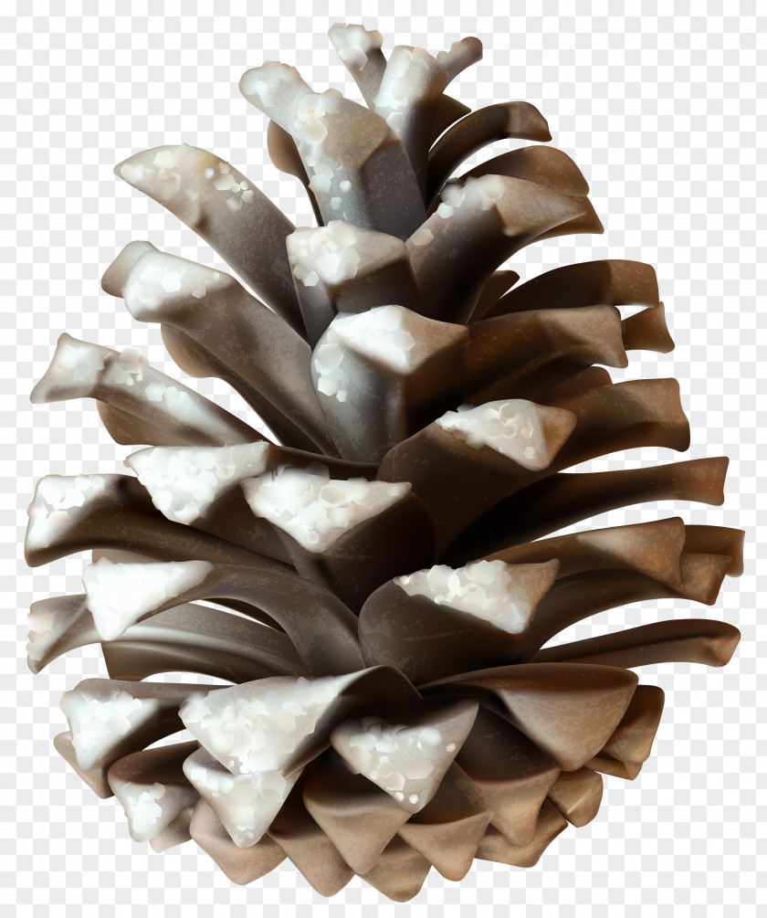 Winter Pinecone Clip Art Image Conifer Cone Pine PNG